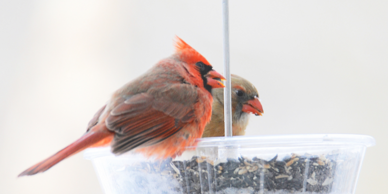 A male and female cardinal sitting at a bird feeder