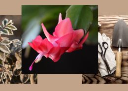Plants and garden tools